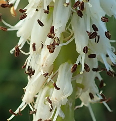 Kniphofia buchananii