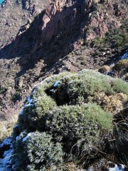 Anarthrophyllum elegans