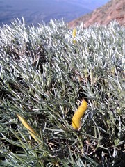 Anarthrophyllum elegans