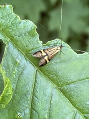 Nemophora degeerella