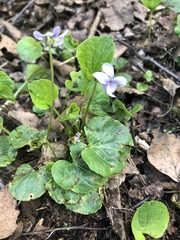 Viola mirabilis