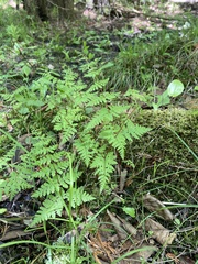 Cystopteris bulbifera