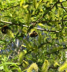 Bombus distinguendus