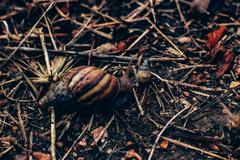Lissachatina fulica