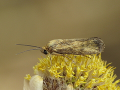 Brachodes