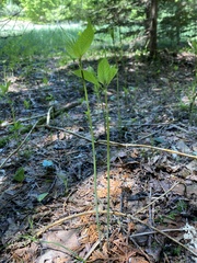 Collinsonia canadensis