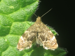 Anthophila fabriciana