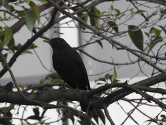 Turdus mandarinus