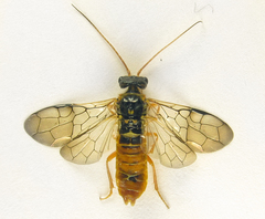 Cephalcia abietis