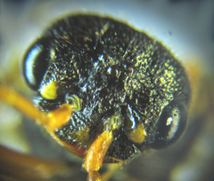 Cephalcia abietis