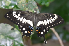 Papilio lormieri