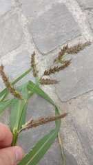 Echinochloa crus-galli