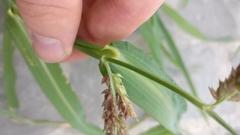 Echinochloa crus-galli