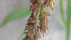 Echinochloa crus-galli
