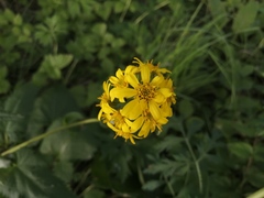 Ligularia glauca