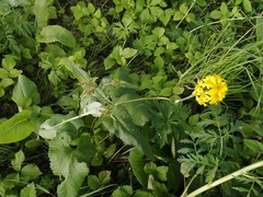 Ligularia glauca