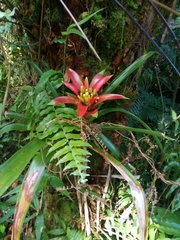 Guzmania lingulata