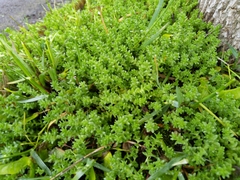 Sedum acre