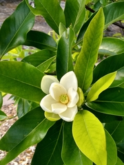 Magnolia grandiflora