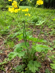 Ranunculus neapolitanus