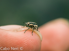 Eudiagogus rosenschoeldi