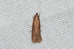 Macrorrhinia endonephele