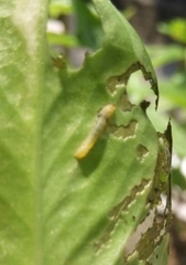 Lepidoptera
