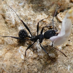 Aphaenogaster senilis