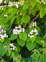 Catalpa bignonioides