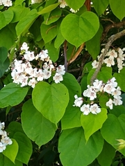 Catalpa bignonioides