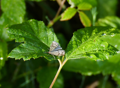 Chrysocramboides craterella