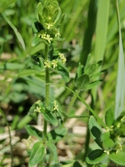 Cruciata glabra krylovii