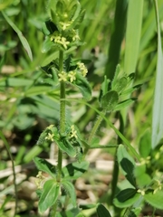 Cruciata glabra krylovii