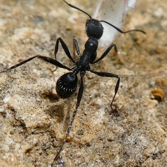 Aphaenogaster senilis