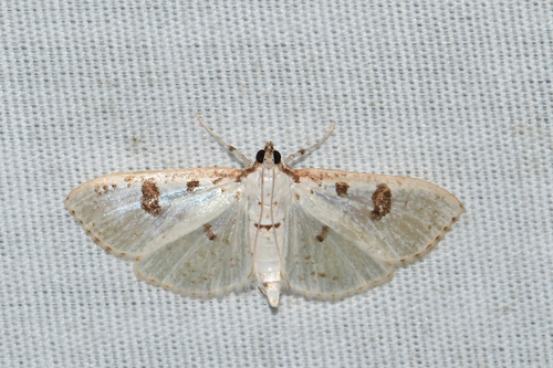 Palpita illibalis Hübner, 1818