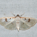 Inkblot Palpita Moth - Photo (c) Royal Tyler, some rights reserved (CC BY-NC-SA), uploaded by Royal Tyler