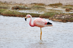 Andean Flamingo photo 5