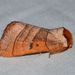 Azalea Caterpillar and Drexel's Datana Moths - Photo (c) Royal Tyler, some rights reserved (CC BY-NC-SA), uploaded by Royal Tyler