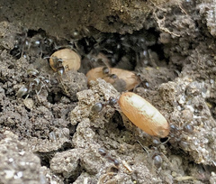 Lasius niger