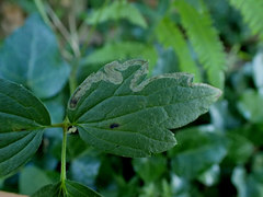Phytomyza loewii