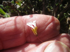 Oxalis capillacea