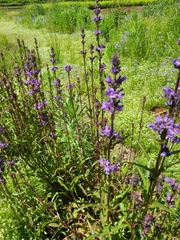 Penstemon hesperius