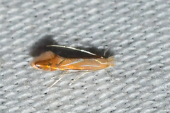 Phyllonorycter basistrigella