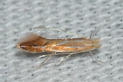 Phyllonorycter basistrigella