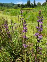 Penstemon hesperius