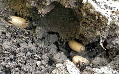Lasius niger