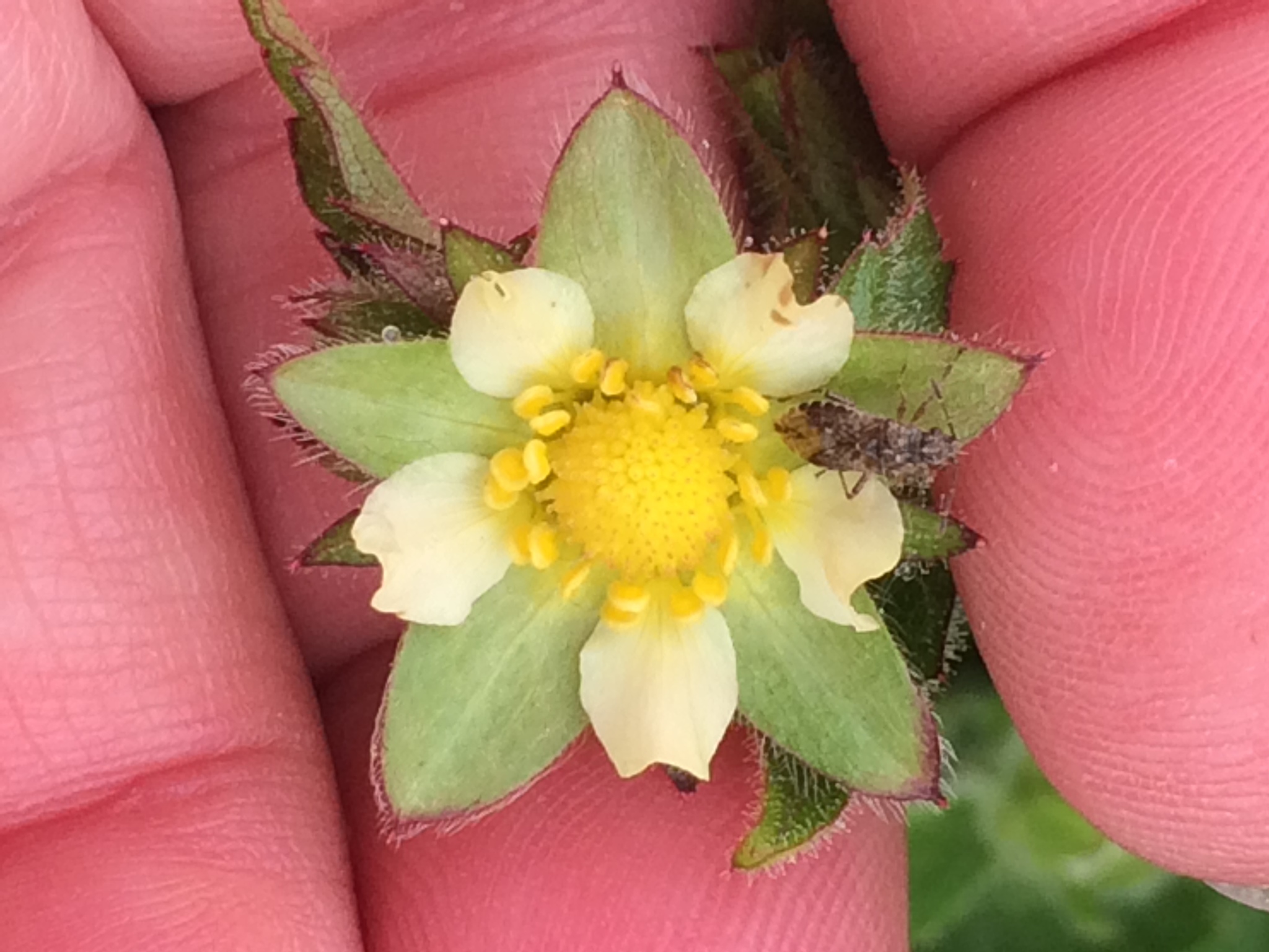 Drymocallis glandulosa var. wrangelliana
