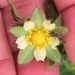 Drymocallis glandulosa wrangelliana - Photo (c) Donna Pomeroy, some rights reserved (CC BY-NC), uploaded by Donna Pomeroy