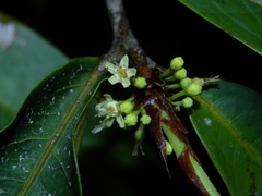 Erythroxylum macrophyllum