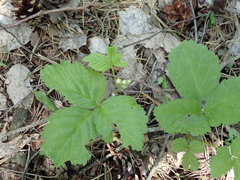 Rubus saxatilis
